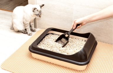 Peppermint Essential Oil 3 Conquering the Cat Pee Odor