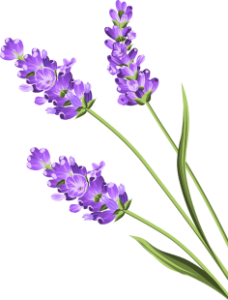 The scent of cleaning with Aromatherapy 2 Lavender flower, cleaning your way to health and wellness