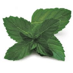 The scent of cleaning with Aromatherapy 5 peppermint benefits
