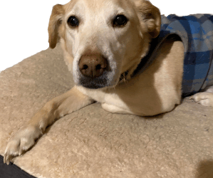 Peppermint Essential Oil 4 How to get odors out of pet bedding?