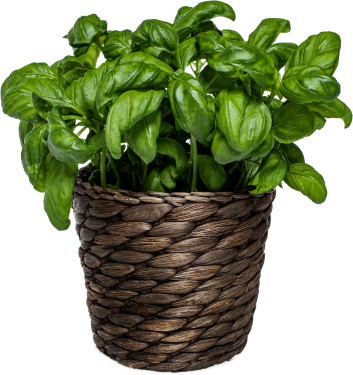 indoor plant, Impact of Cleaning Chemicals on Cellular Health