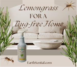 lemongrass's hidden talents against microbials 10 lemongrass for bug-free home