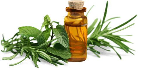 the top 10 reasons to clean with lemongrass
