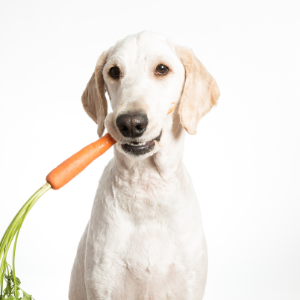 A Family’s Journey to Pet Safety