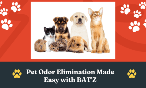 natural cleaners for a pet friendly home 10 pets