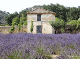 A field of fresh lavender locally grown in France, cleaning with Frances lavender fields