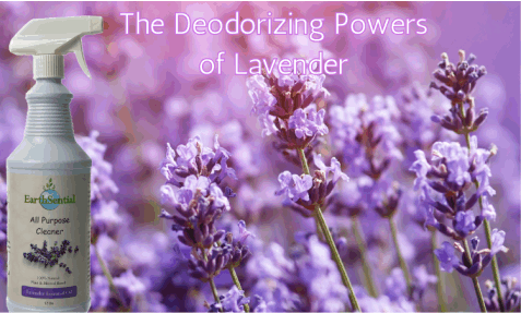 Spring Cleaning the Chemical-Free Way