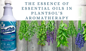 Plants hanging upside down to dry to make aromatherapy oils