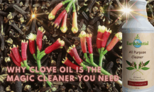 A beautiful display of fresh clove flowers laid on top of dried clove buds