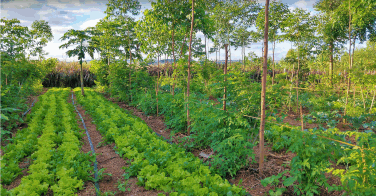 Organic Choices for a Healthier Planet and You