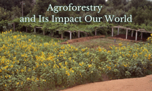 america's clean energy revolution 10 Agroforestry and Its Impact Our World