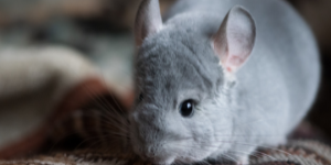 The quirkiest, cleanest, and most delightful pets