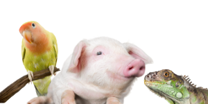 a pig,lizard and bird the dirtiest pets