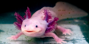The quirkiest, cleanest, and most delightful pets