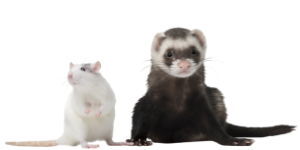 The Dirtiest Pets and What Makes them so Dirty