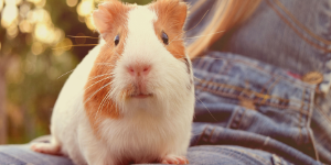 The quirkiest, cleanest, and most delightful pets