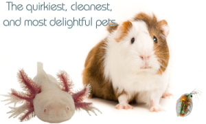 A guinea pig and a peculiar Axolotl