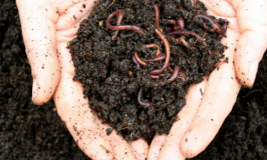 Starting a Compost Bin