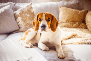 pet odors on couch