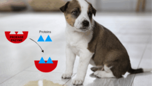 Pet Poop, Pee and Puke Terminator 12 cleaning enzymes for pet owners