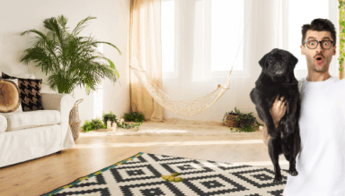 Remove dog poop from carpet