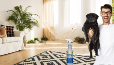 remove dog poop from carpet