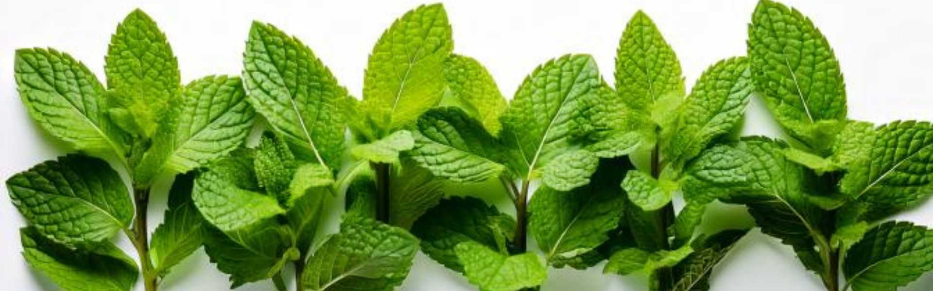 your signature scent in essential oil cleaners peppermint