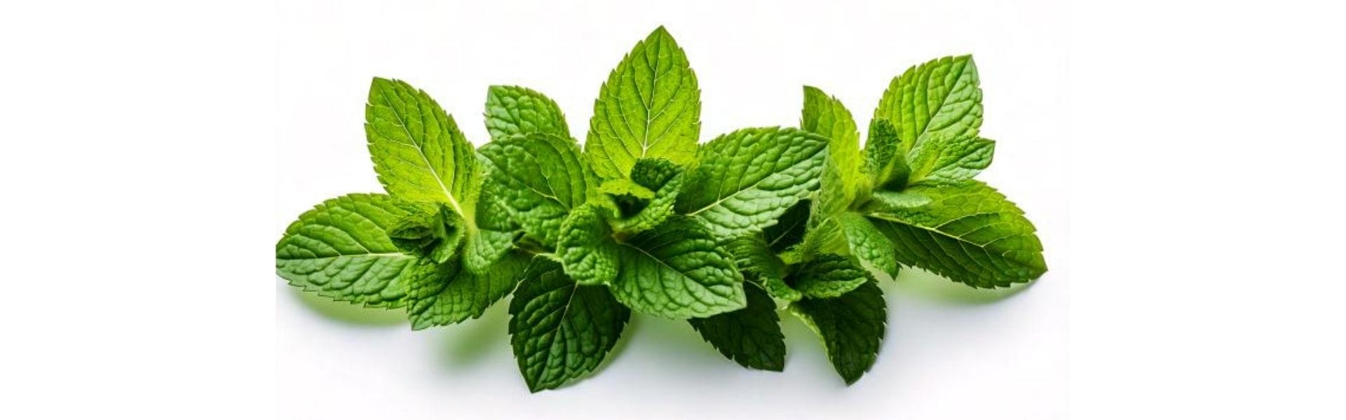 all natural peppermint oil products