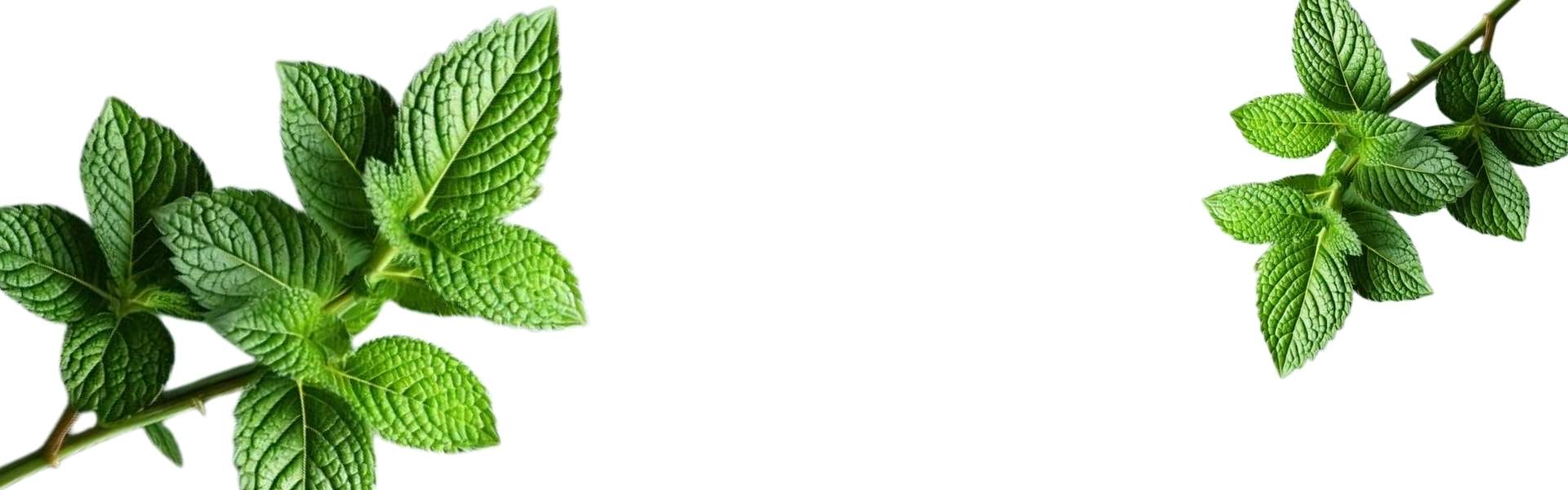 all natural peppermint oil products plant